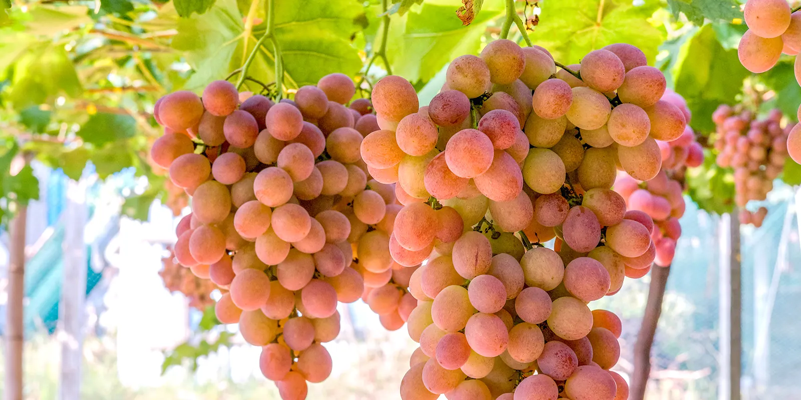 grapes banner