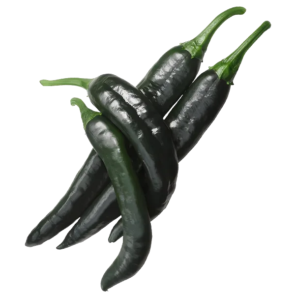 Pasilla