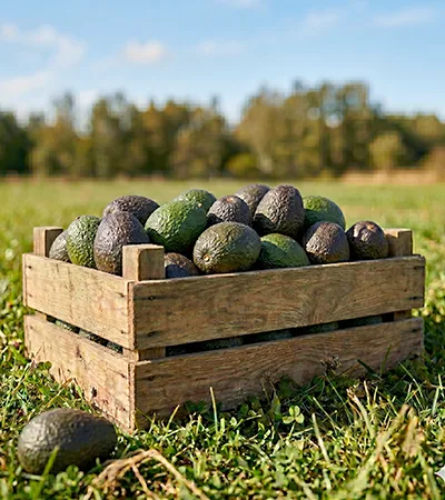 Avocados