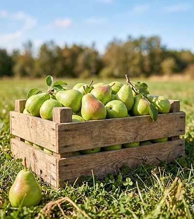Pears