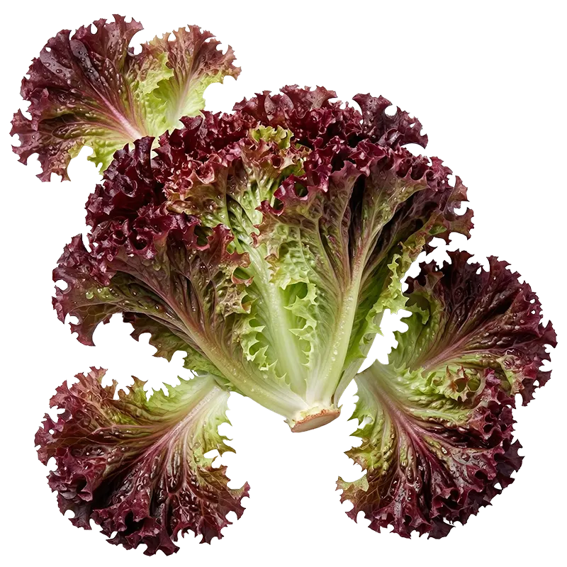 Lollo Rosso